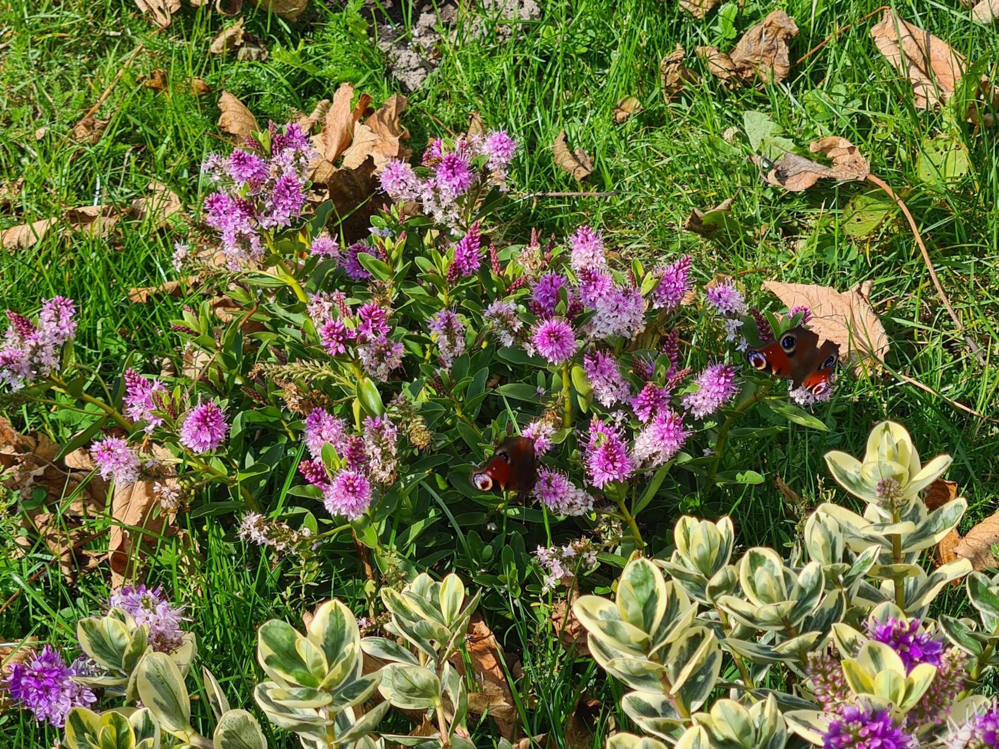 Chalet 'Como La Flor' Julianadorp Flowerfields Overview! Eksteriør bilde